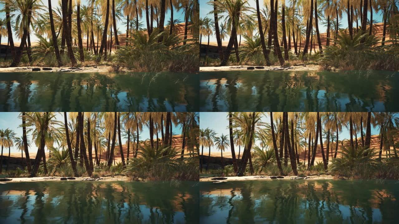 撒哈拉沙漠带池塘的绿色绿洲