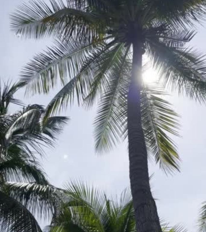 Coconut tree and sunlight.