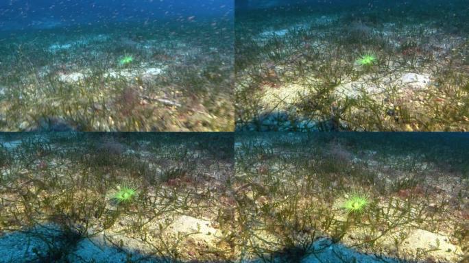 深水下生命-磷光螺旋图46米深度
