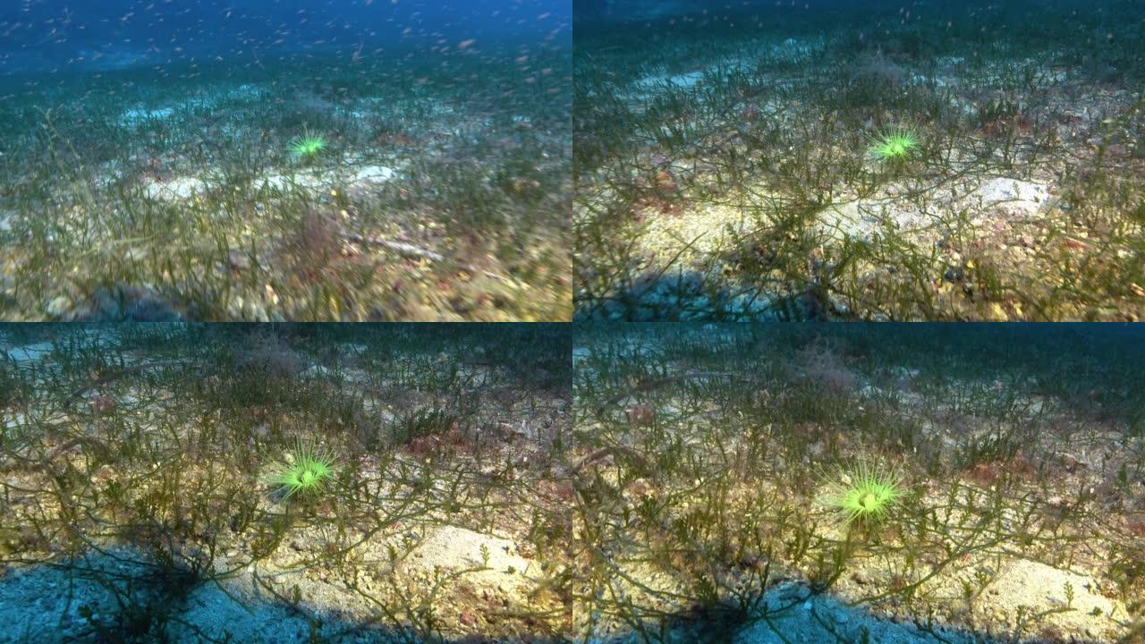 深水下生命-磷光螺旋图46米深度