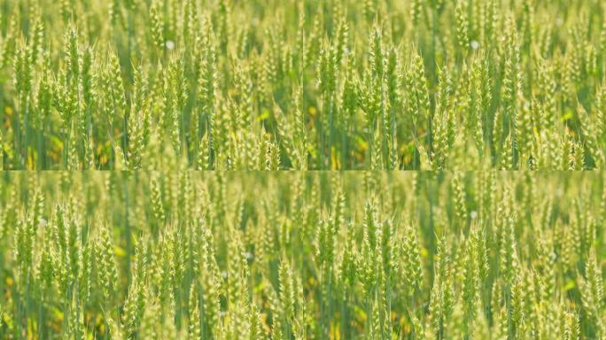 草甸麦田的成熟穗。白天风吹麦穗。农业。被夏风移动的麦田浪。特写。