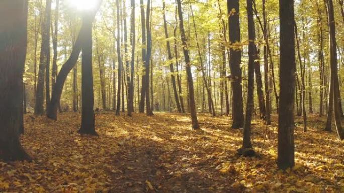 相机在落叶上低空飞行。秋天的森林中一阵风将一些掉落的黄色叶子提升到空气中。相机平静地飞过秋天的森林，