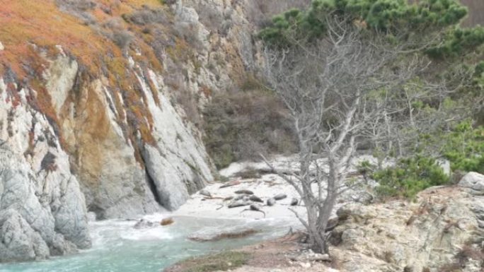 野生斑点海狗鸟，太平洋港海狮休息，加利福尼亚海滩