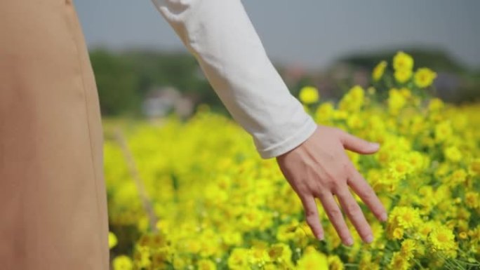 特写: 秋天的早晨，在黄色的菊花花场上快乐地散步和触摸。女人的手抚摸着花园里种的鲜花。有自然概念的女