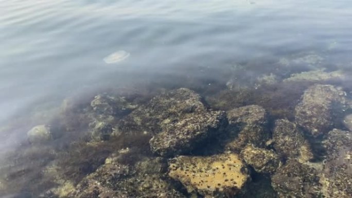 海中发现的水母鱼。果冻润滑脂在海底移动
