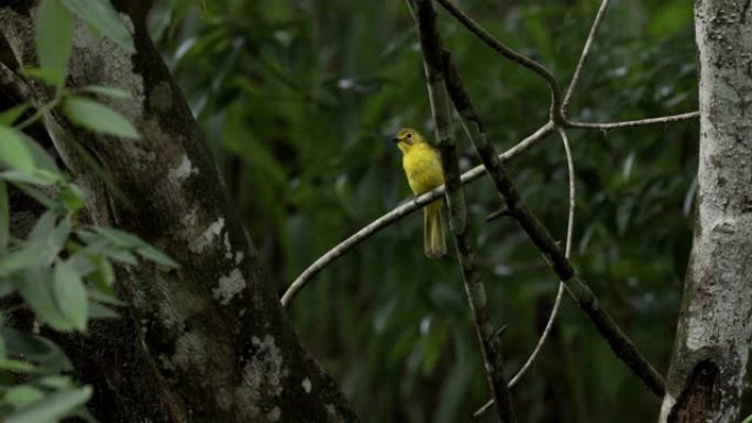 黄眉鳞茎，斯里兰卡