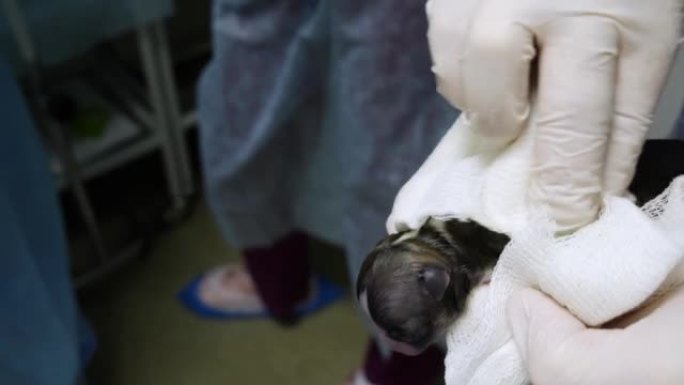 刚出生的幼犬被手术团队抱在手掌中，并用组织按摩以刺激呼吸。三只小狗刚刚出生，需要关心和爱。