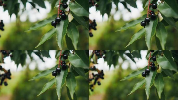 黑莓生长在森林中