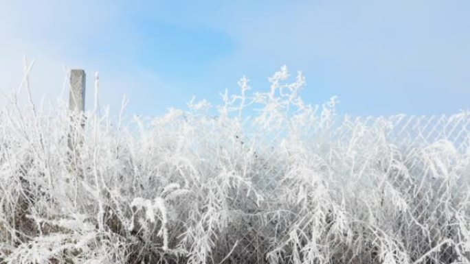 晴朗的冬季天空和植物以及被霜雪覆盖的篱笆-冬日景观