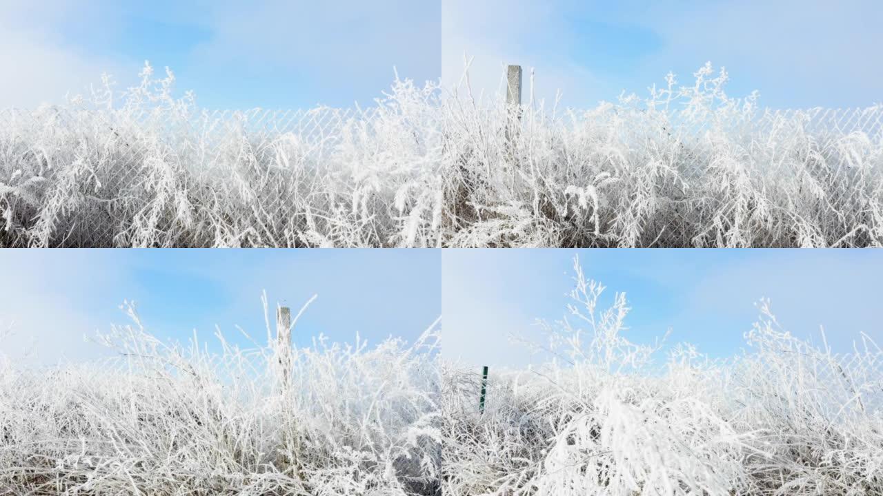 晴朗的冬季天空和植物以及被霜雪覆盖的篱笆-冬日景观