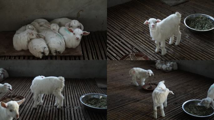 山羊 羔羊 病羊 拉稀 食槽 吃食