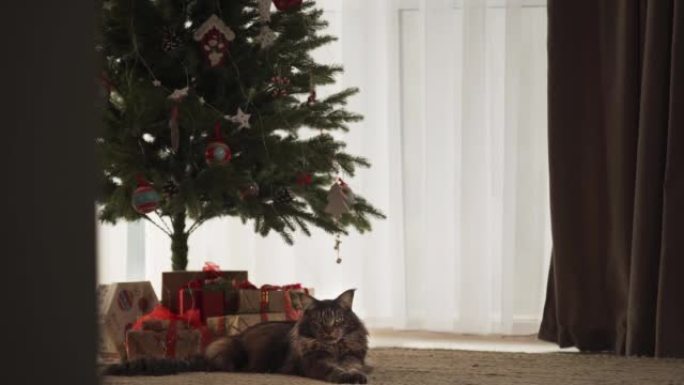 一只美丽的主库隆猫躺在圣诞树附近。很多礼物。圣诞节假期的新年概念