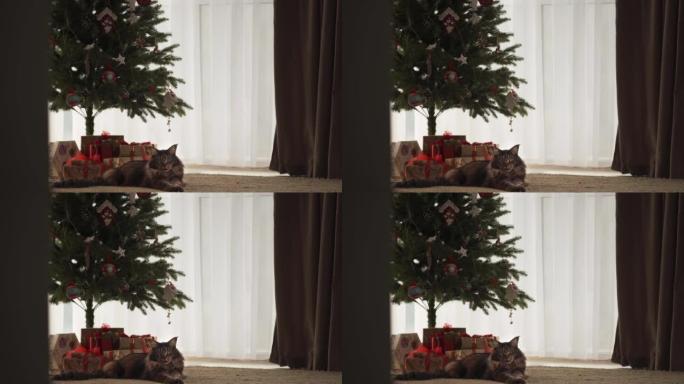 一只美丽的主库隆猫躺在圣诞树附近。很多礼物。圣诞节假期的新年概念