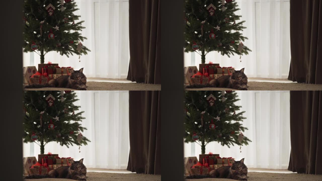 一只美丽的主库隆猫躺在圣诞树附近。很多礼物。圣诞节假期的新年概念