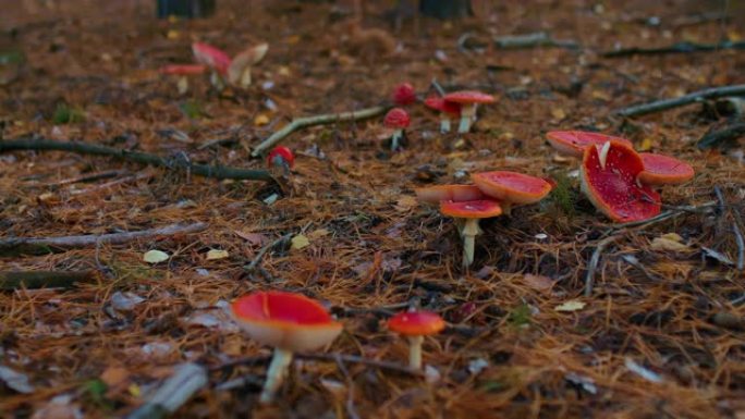 森林里的蘑菇草地。在森林里飞木耳，不可食用的蘑菇。红帽子和白点的蘑菇。森林空地上危及生命的蘑菇。4k