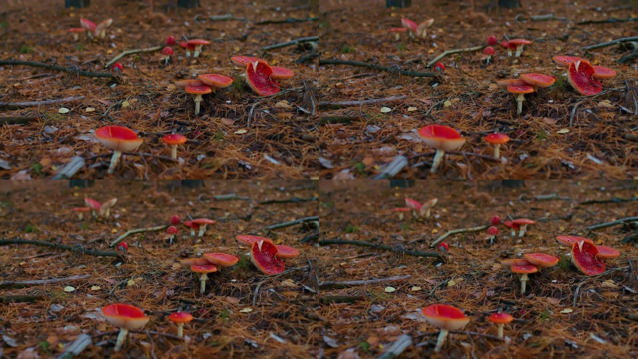 森林里的蘑菇草地。在森林里飞木耳，不可食用的蘑菇。红帽子和白点的蘑菇。森林空地上危及生命的蘑菇。4k