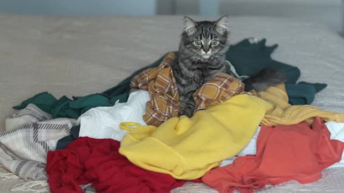 有趣的小猫坐在一堆衣服上，家里一团糟，整理概念。过度消费的危害，一堆多余的衣服躺在床上。