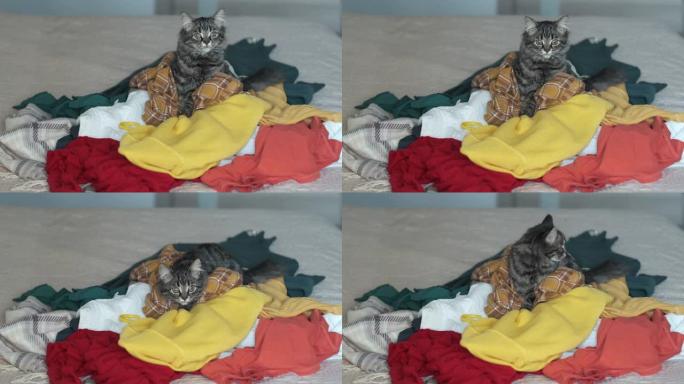 有趣的小猫坐在一堆衣服上，家里一团糟，整理概念。过度消费的危害，一堆多余的衣服躺在床上。