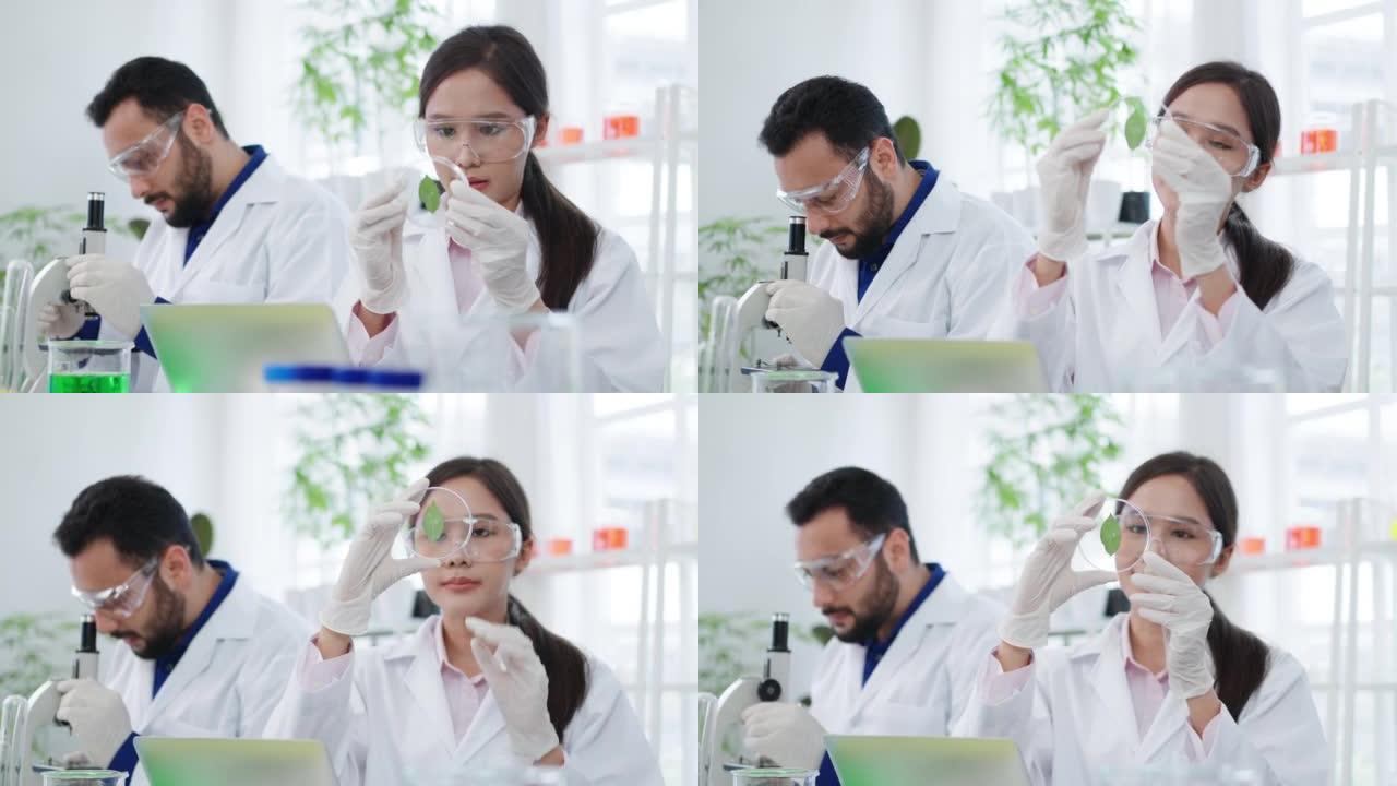 年轻的亚洲科学家穿着实验室外套和安全护目镜，拿着培养皿，看着绿叶。现代实验室生物技术研究人员。生物植