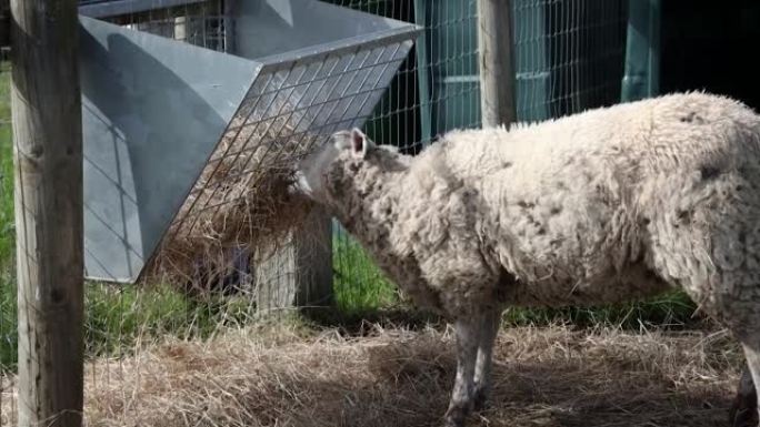饥饿的绵羊从爱尔兰的电线槽吃干草