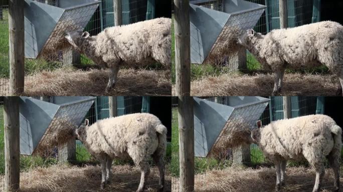 饥饿的绵羊从爱尔兰的电线槽吃干草