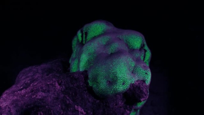 夜间珊瑚礁。夜间珊瑚的水下视图，并在紫外线下闪耀酸绿色