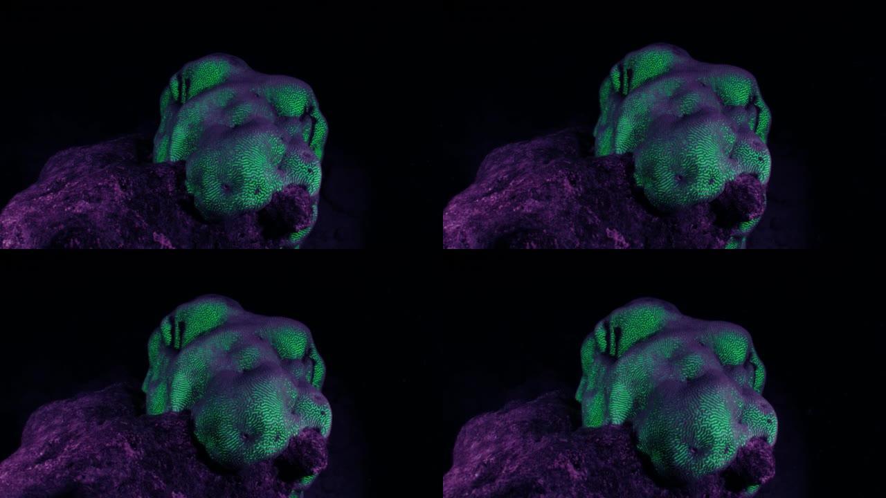 夜间珊瑚礁。夜间珊瑚的水下视图，并在紫外线下闪耀酸绿色