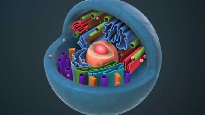 动物细胞的内部结构