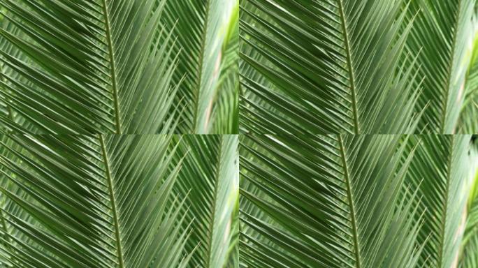 风中的热带异国椰枣树的绿色新鲜叶子