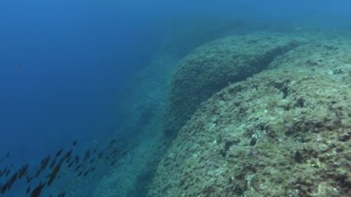 野生动物-科摩罗鸟类在地中海珊瑚礁10米深度游泳