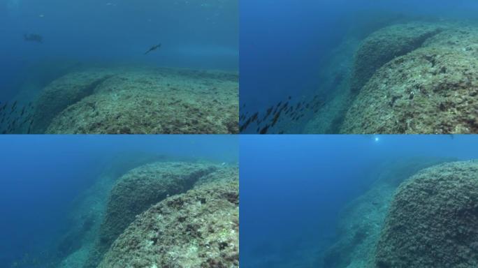 野生动物-科摩罗鸟类在地中海珊瑚礁10米深度游泳