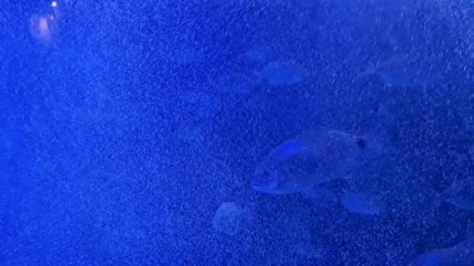 鱼在蓝色水中游泳，眩光