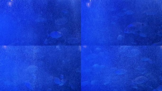 鱼在蓝色水中游泳，眩光