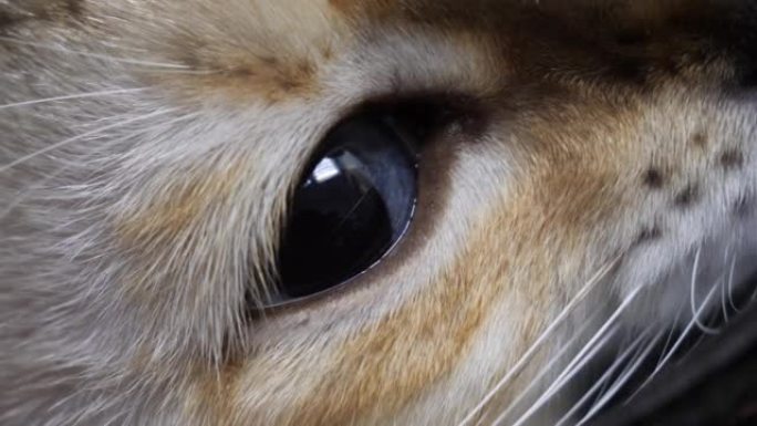 蓝眼睛的红色虎斑猫特写。猫眼，黑色瞳孔扩大。有胡须和鼻子的猫的剖面图。动物主题概念。