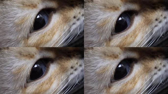 蓝眼睛的红色虎斑猫特写。猫眼，黑色瞳孔扩大。有胡须和鼻子的猫的剖面图。动物主题概念。