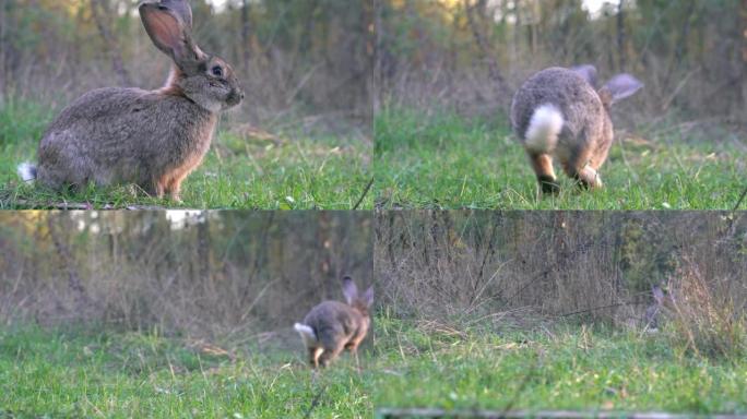 兔子看着相机，然后逃跑了。