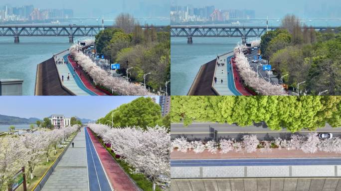 樱花大道航拍4k