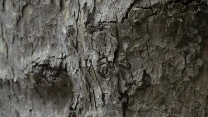野生森林树皮的凹凸不平的纹理