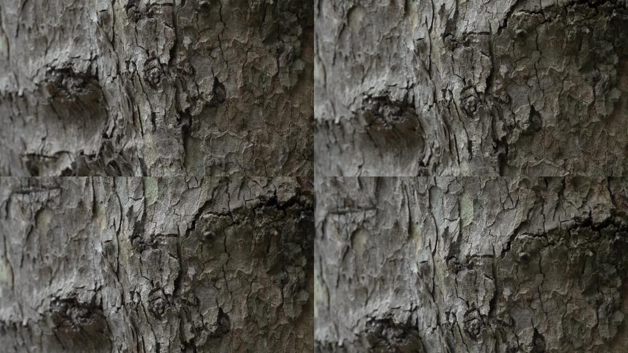 野生森林树皮的凹凸不平的纹理