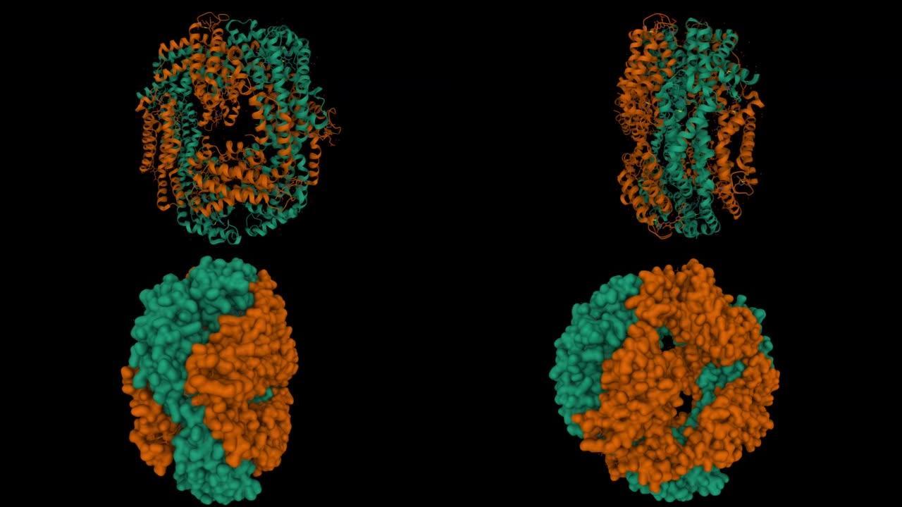 硫化球菌c-藻蓝蛋白的晶体结构