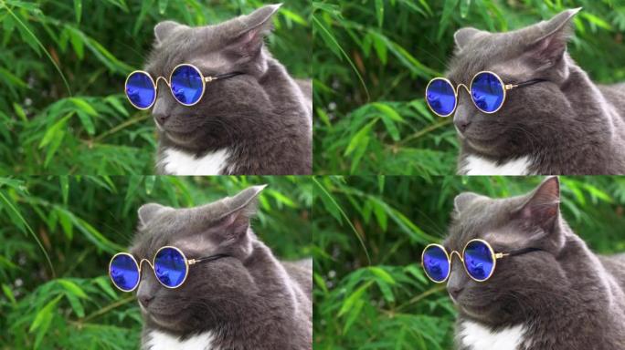 戴着蓝色镜片的太阳镜的酷灰色猫坐在街上，把耳朵放回去。一只戴着眼镜的灰色胸部上有白色斑点的猫在绿色叶
