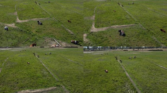 鸟瞰图无人机视频，奶牛在野外放牧，鸟儿在路边飞行，摄像机向前方移动