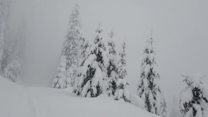 在冬季山区，云杉森林的地块被白雪覆盖。
