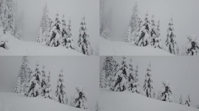 在冬季山区，云杉森林的地块被白雪覆盖。