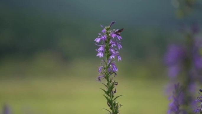 鹰蛾吸食花蜜