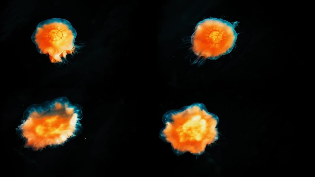 橙色和发光的水母在海洋深处游泳。