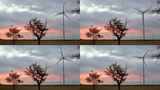 风力发电场的日落。树木对着粉红色的天空