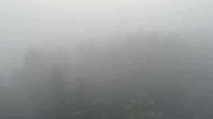 清晨雾森林无人机查看雾树