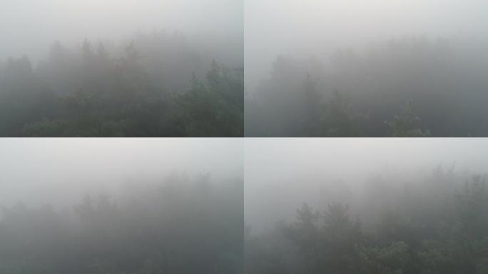 清晨雾森林无人机查看雾树