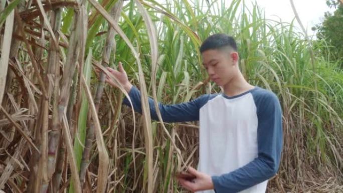 亚洲十几岁的男孩走在花园或甘蔗种植园，并使用智能手机检查一些信息。